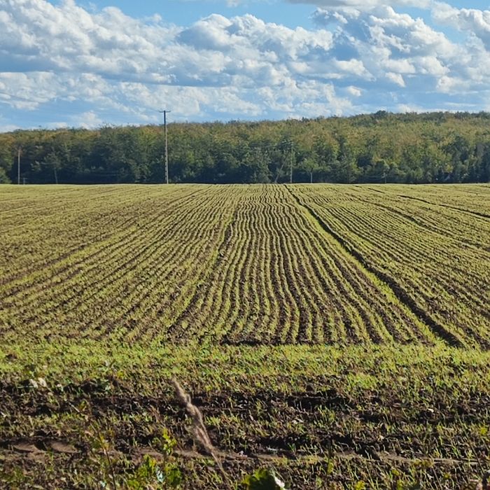 Sprzedam żyto z wyką.