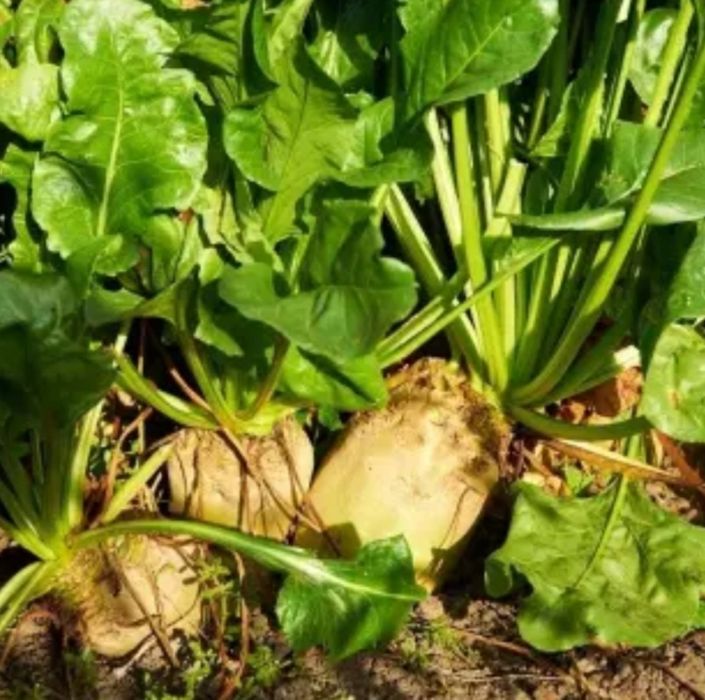 Buraki pastewne, ćwikieł