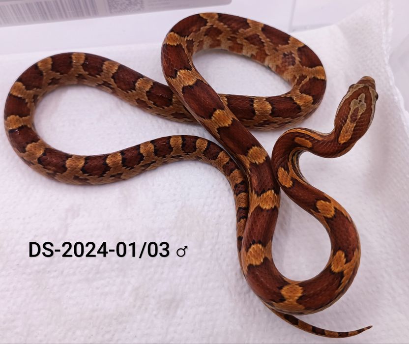 Wąż zbożowy classic het. amel, Anery, Motley ph. Diffused, Hypo.