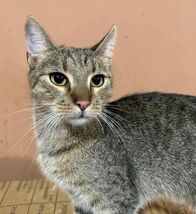 LULI - młody bury kocurek do adopcji