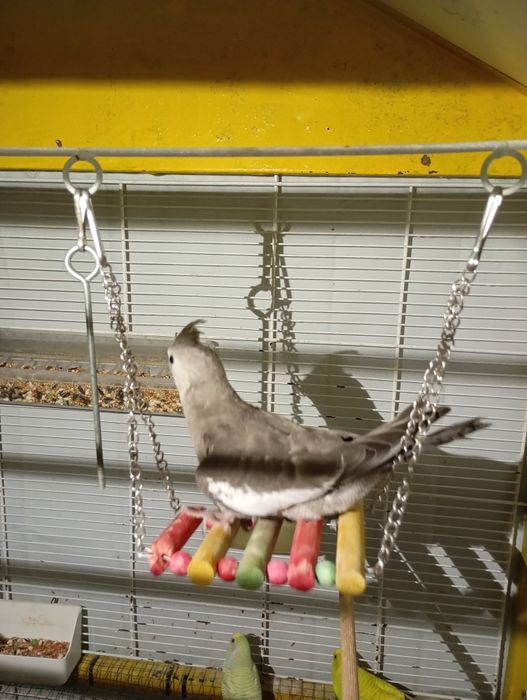 Kakarikis e caturras