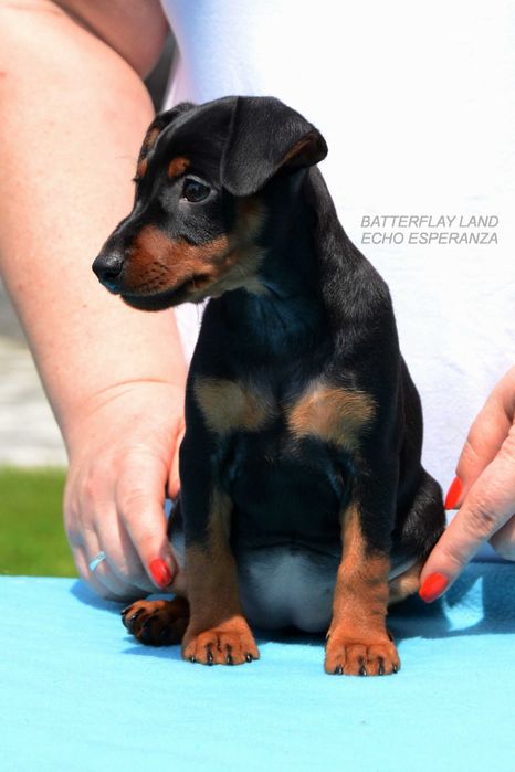 Цвергпінчер ( карликовий , миниатюрний пінчер )