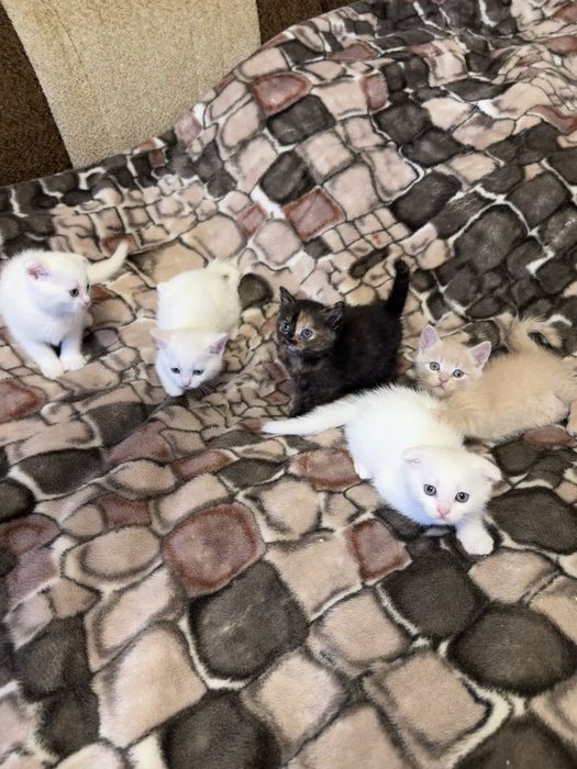 Шотланські кошенята