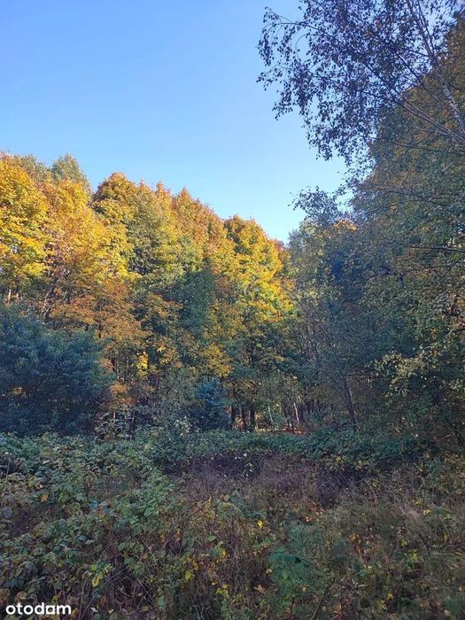 Las sosnowy - Strzegowo, pow. mławski, woj. mazowieckie