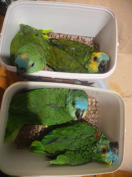 Amazonas Aestiva Xanthoperyx 26