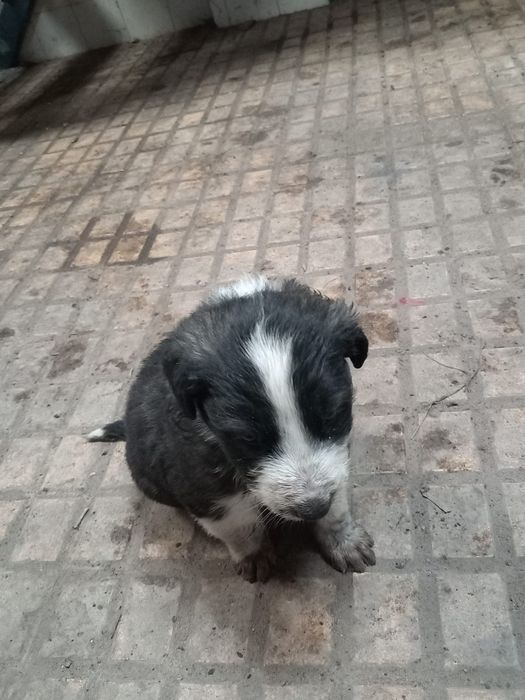 Cães para dar gratis