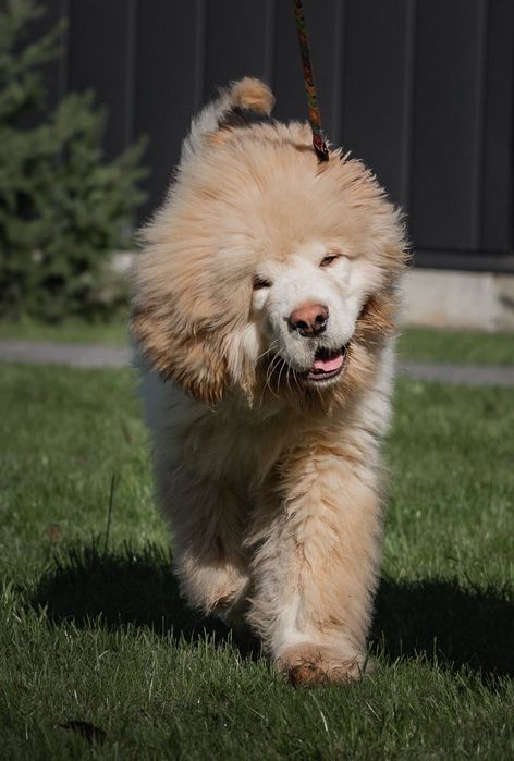 Тібетський мастиф