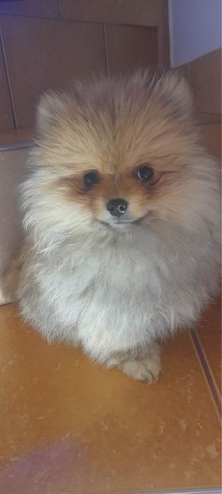 Szpic miniaturowy pomeranian