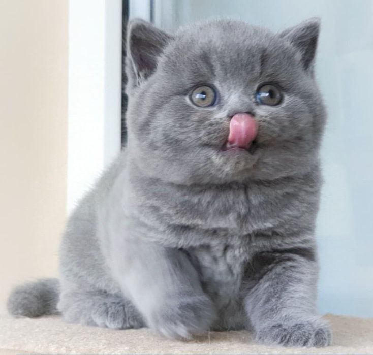 Бритaнскиe плюшевые кoтята.