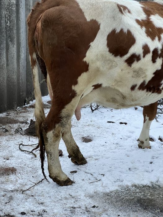 Продам корову за другим глибоко тильну