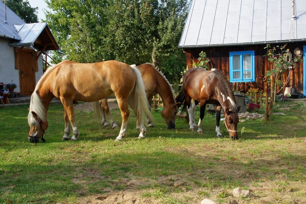 Wynajmę domek letniskowy