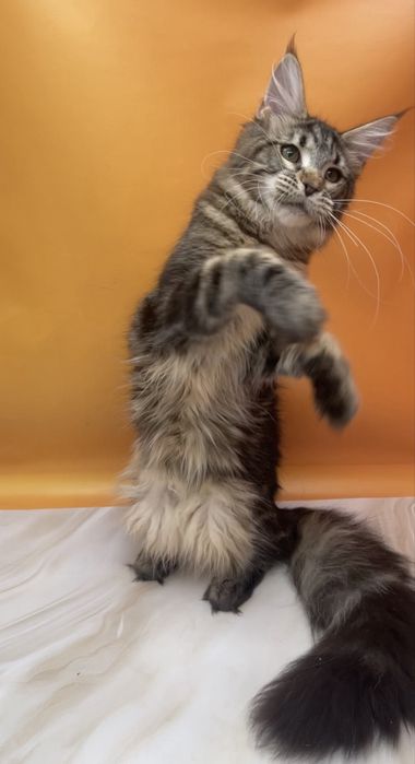 Класический окрас малышка