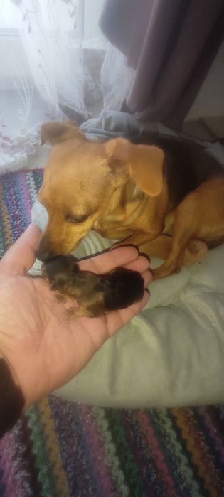 Пражські крисарикі цуценята