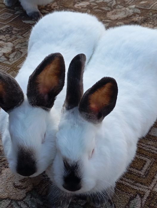 Кролі Каліфорнія