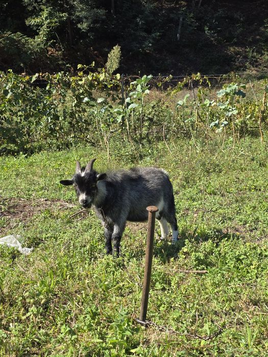 Cabras e cabritos anões