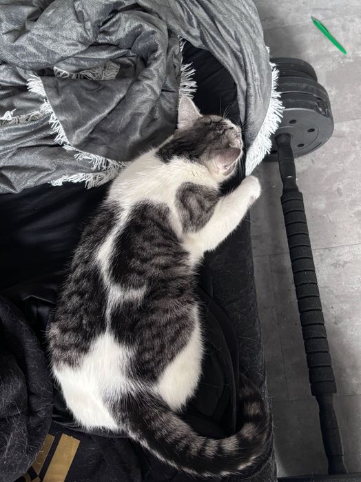 oddaje kotkę w dobre ręce