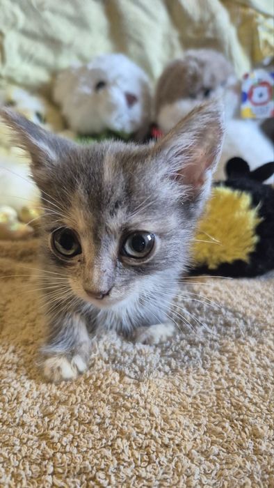 Котята кошенята котики