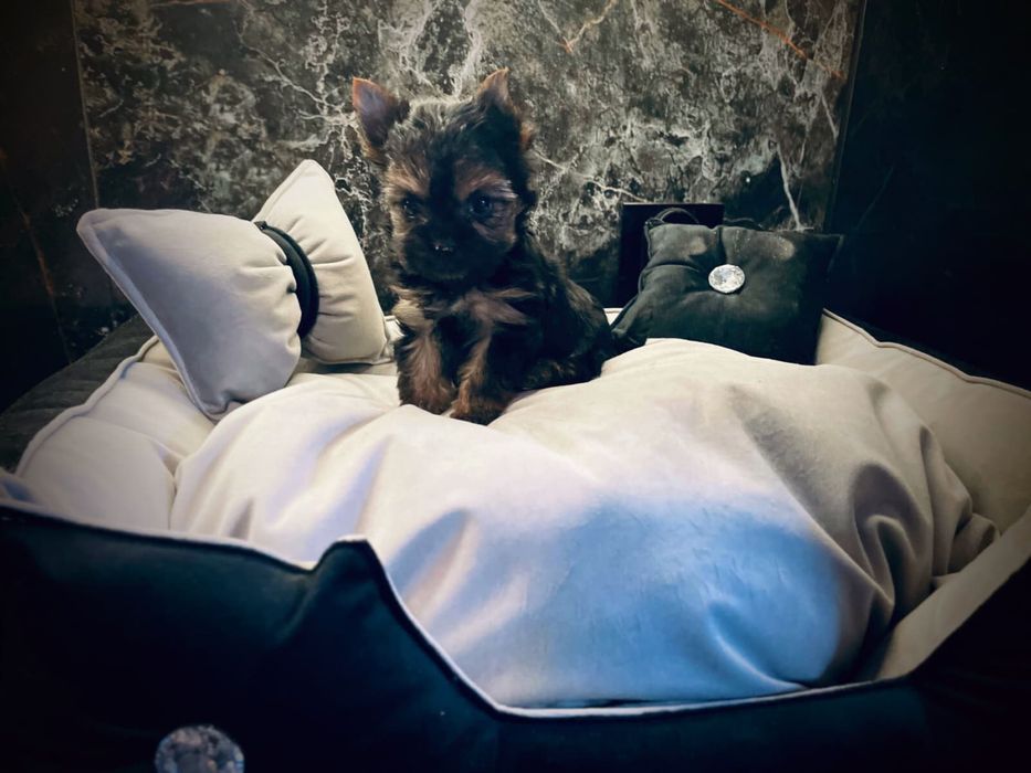 York Yorkshire Terrier suczka