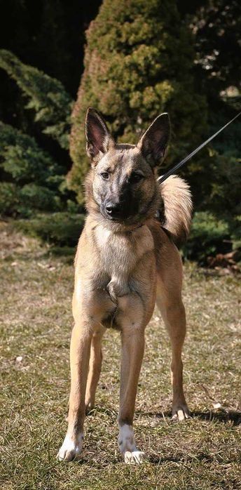 Убежала собака, метиc малинуa,помогите найти