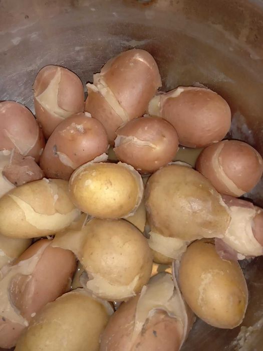 Продам картопю для їжі та посадки