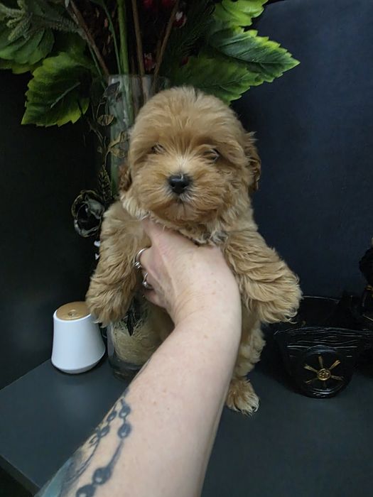 Maltipoo po pudelku toy i maltance linii koteańskoej