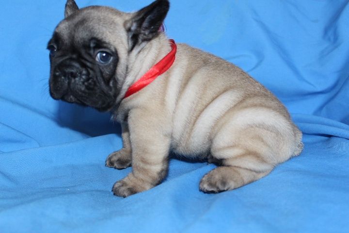 Купить девочку французского бульдога в питомнике