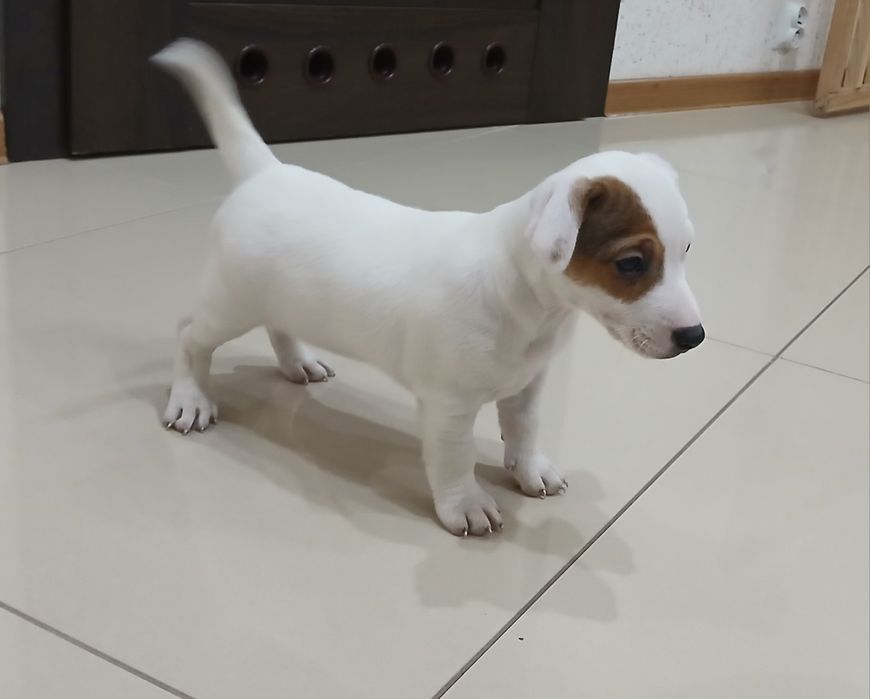 Jack Russel Terrier gotowy do odbioru