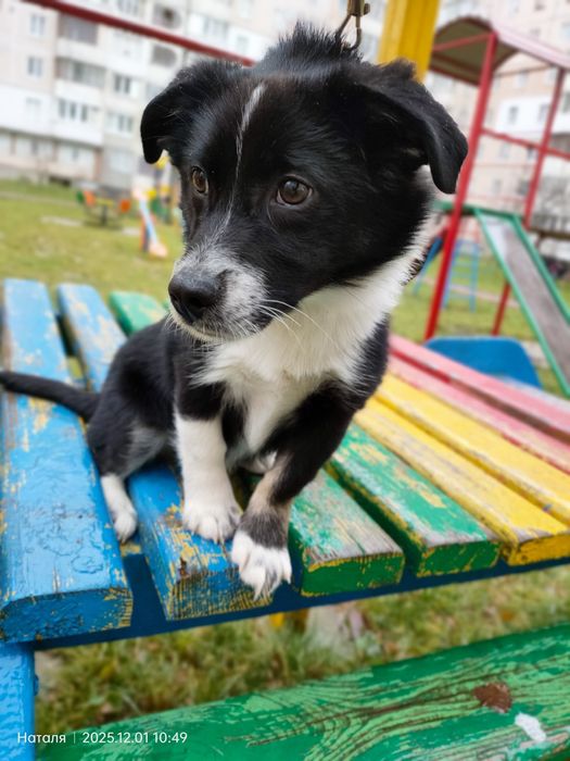 Цуценятко в пошуках родини