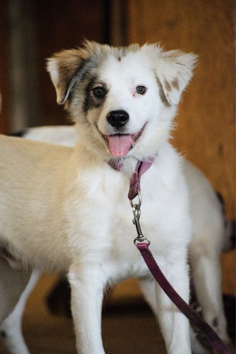 Plaster, 6 miesieczny szczeniak szuka domu. Adopcja