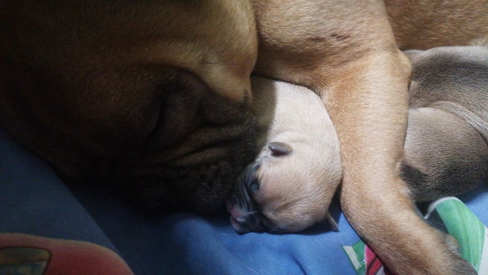 Інструктор по вязкі та штучному осіменінні собак.