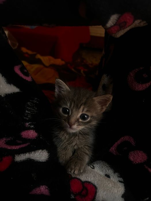 Віддам котиків, дівчатка