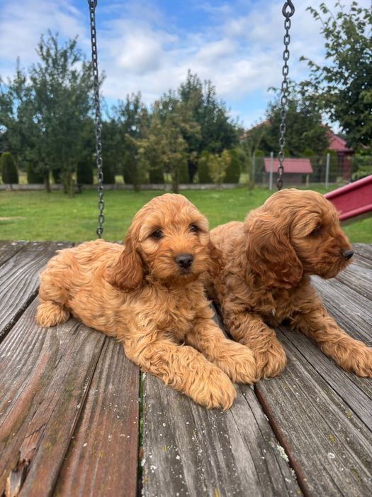 Cockapoo (Cocker spaniel angielski+ Pudel Miniaturowy)