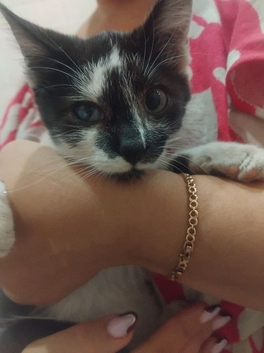 Котики в хороші руки