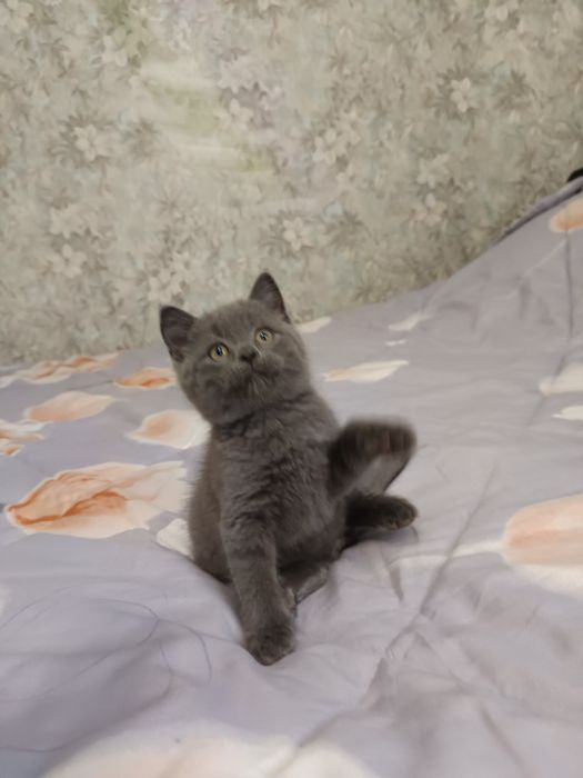 Шотландские котики