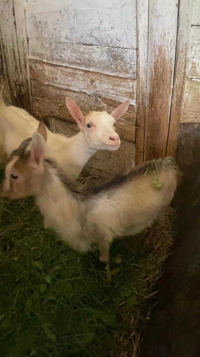 Продам козенят кізочки