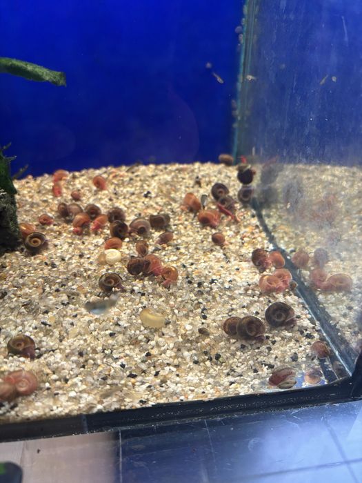 Ciclideos varios tamanhos