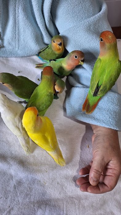 Agapornis super meigos