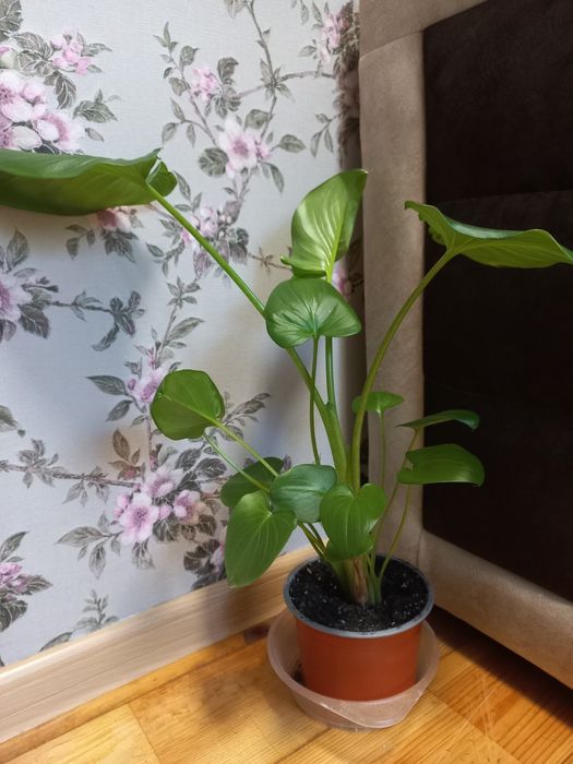 Кімнатні рослини калла,хавортія,сингоніум