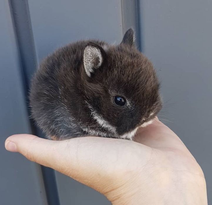 Coelhos anões minitoy e mini holandês muito fofos
