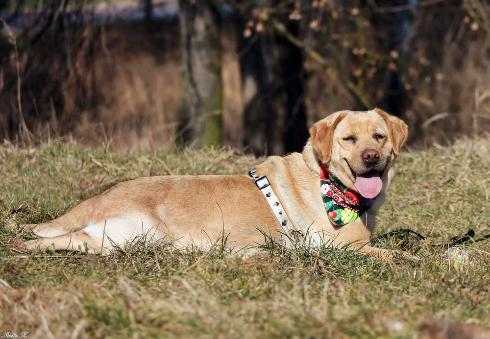 Labradorka Hera szuka swojego domu