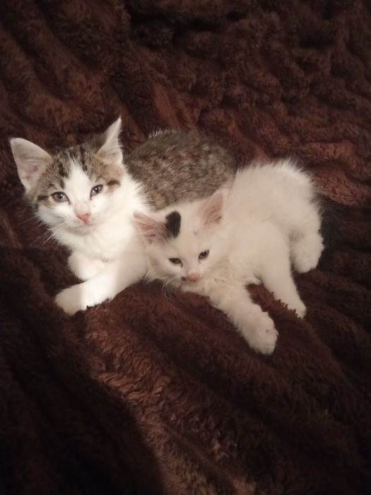 Одам обох в сім'ю