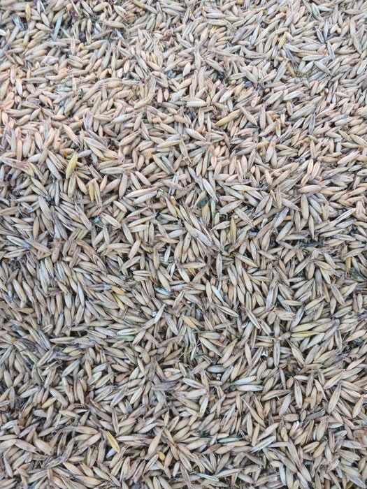 Ппрдам посівний  овес