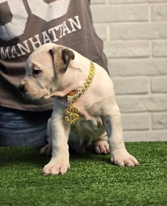 American bully xl