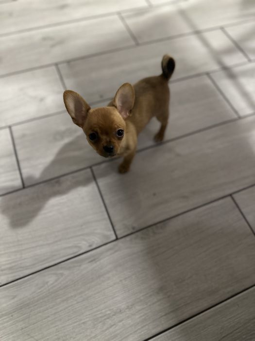 Міні красуня супер чіхуахуа