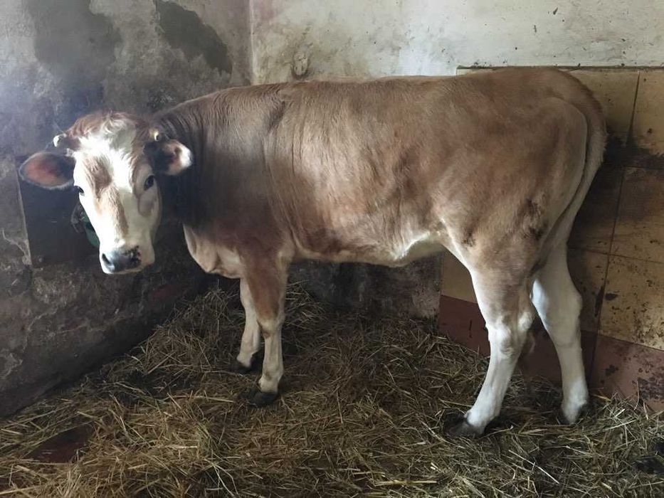 Krowa jałówka sułkowice