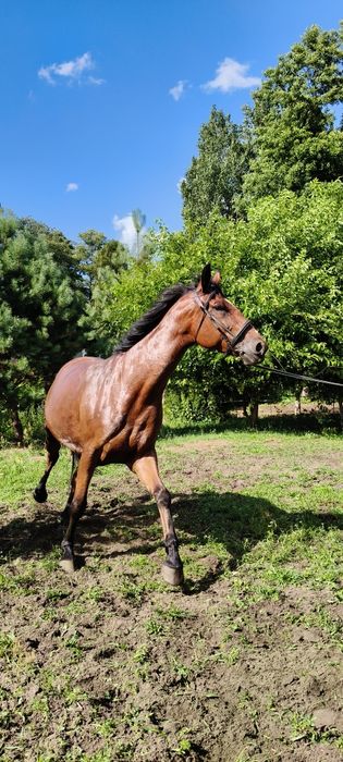 Sprzedam klacz 6 lat