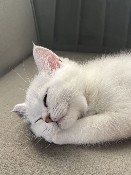 Кошенята срібна шиншила