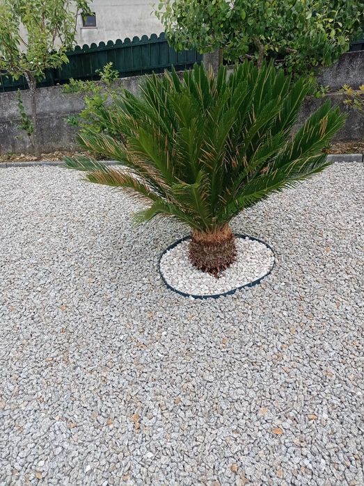 Cyca planta de jardim