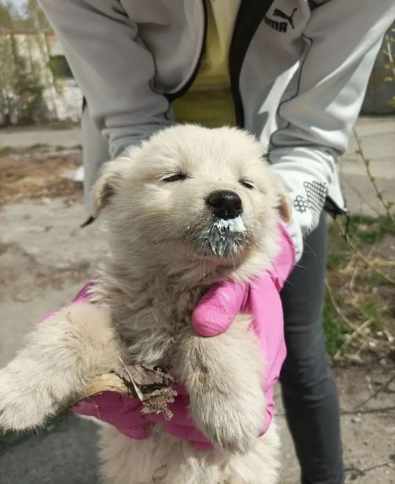 Подарую гарних  цуценят малих розмірів