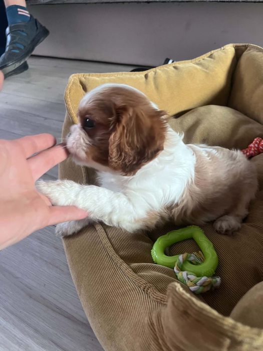 Śliczny piesek Cavalier Spaniel